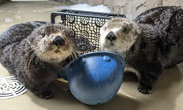 Two sea otters at the Seattle Aquarium investigating a hard hat being used as an enrichment item toy, both otters are looking up towards the viewer.